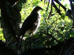 Accipiter tachiro tachiro