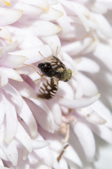 Spathulina acroleuca