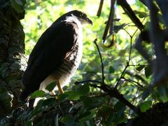 Accipiter tachiro tachiro