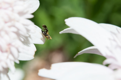 Spathulina acroleuca