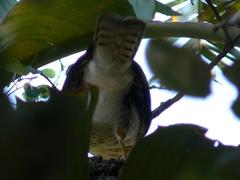 Accipiter tachiro tachiro