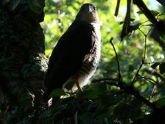 Accipiter tachiro tachiro