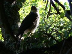 Accipiter tachiro tachiro