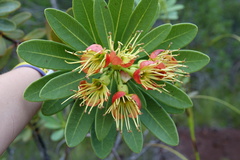 Xanthostemon aurantiacus