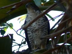 Accipiter tachiro tachiro