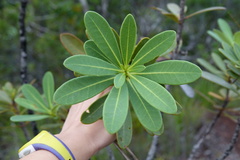 Xanthostemon aurantiacus