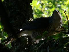 Accipiter tachiro tachiro