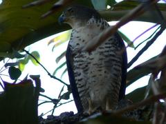 Accipiter tachiro tachiro