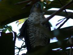 Accipiter tachiro tachiro