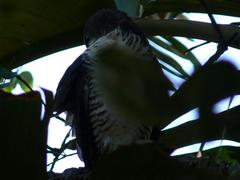 Accipiter tachiro tachiro