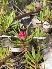Darwinia grandiflora