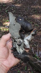 Polyozellus marymargaretae