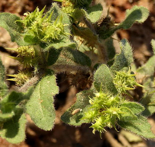 Acanthospermum hispidum image