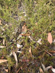 Darwinia grandiflora