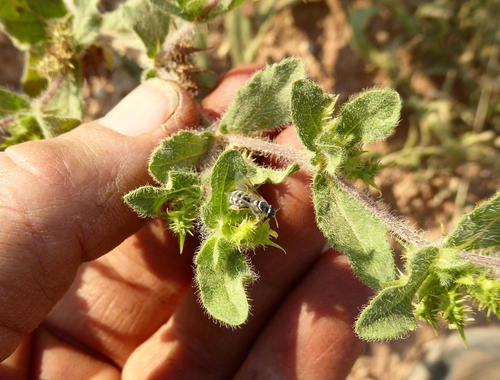 Acanthospermum hispidum image