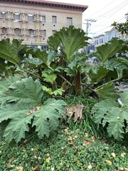 Magnoliopsida