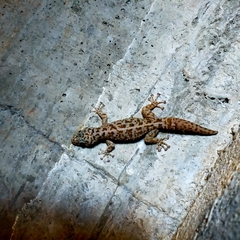 Phyllodactylus tuberculosus