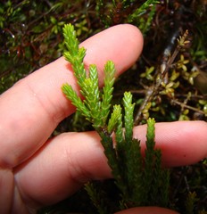 Veronica tetragona