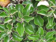 Brachyglottis rotundifolia rotundifolia