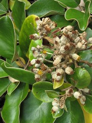 Brachyglottis rotundifolia rotundifolia