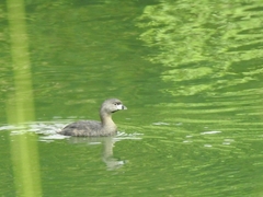 Podilymbus podiceps