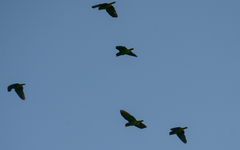 Amazona xantholora