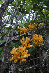 Oxera