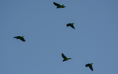 Amazona xantholora