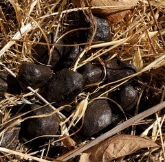 Cervus canadensis nannodes