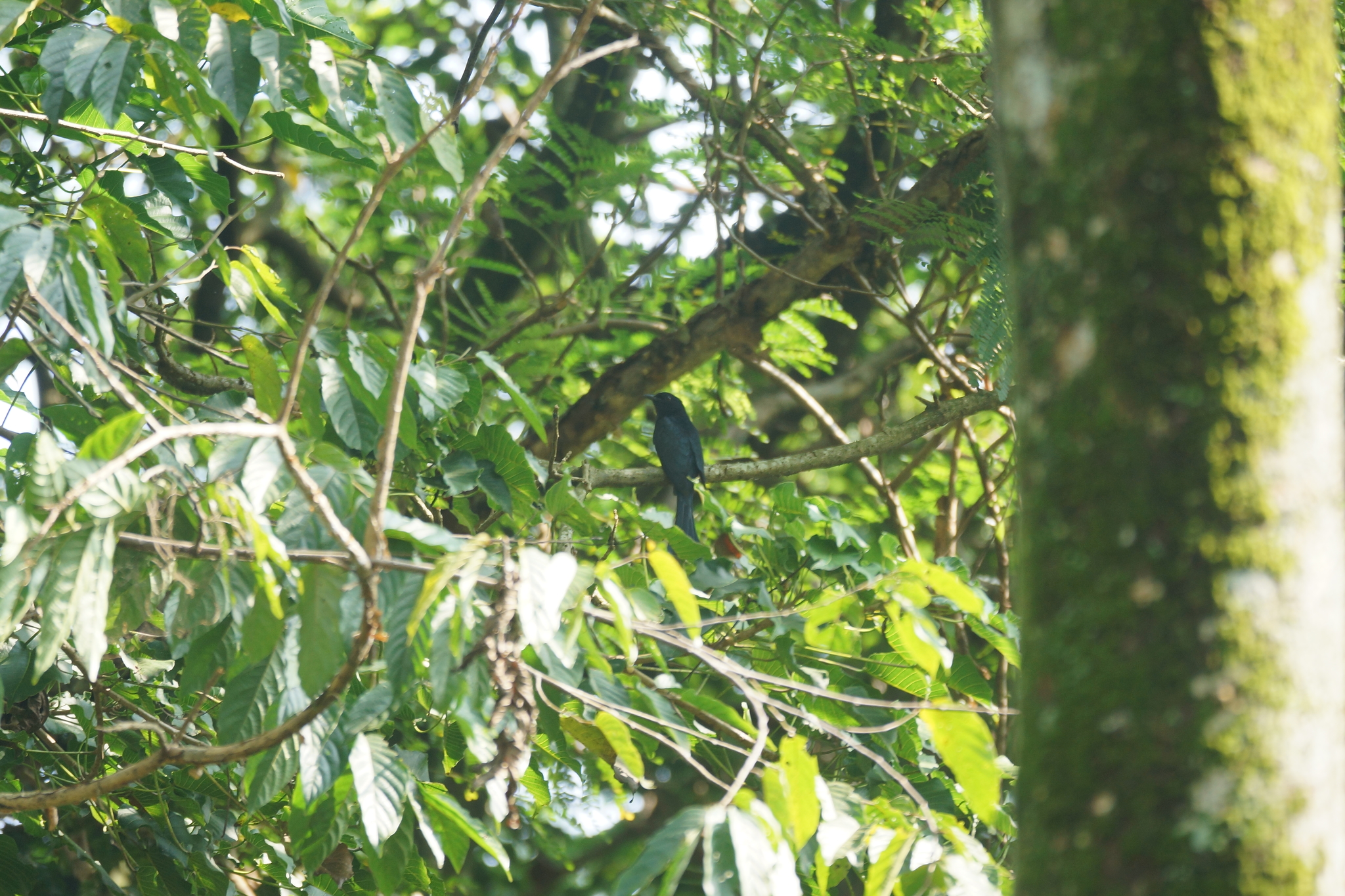 Square-tailed Drongo-Cuckoo