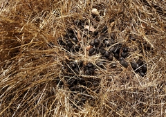 Cervus canadensis nannodes