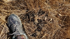 Cervus canadensis nannodes