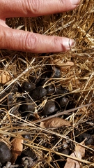 Cervus canadensis nannodes