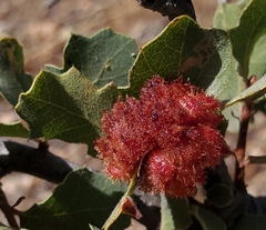 Andricus crystallinus