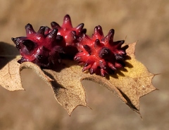Cynips quercusechinus