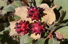 Cynips quercusechinus