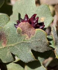 Cynips quercusechinus