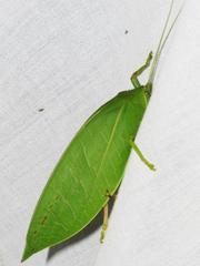 Zabalius ophthalmicus