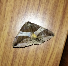 Bastilla fulvotaenia