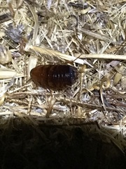 Parcoblatta americana