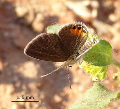Freyeria trochylus