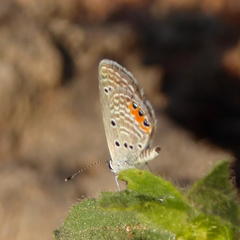 Freyeria trochylus
