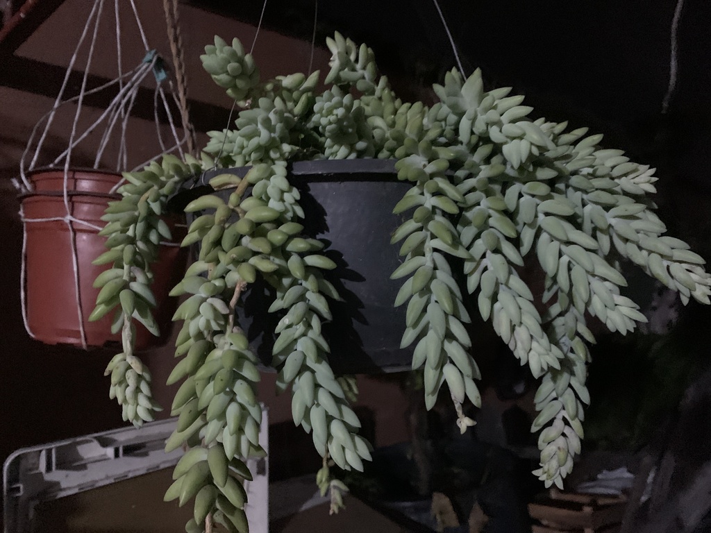 Burro's tail hanging plant