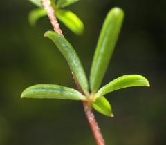Indigofera sp14