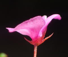 Indigofera sp14