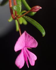 Indigofera sp14