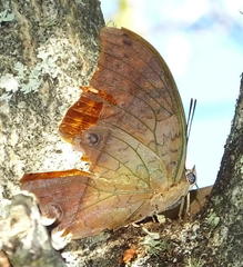 Charaxes varanes varanes