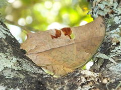 Charaxes varanes varanes