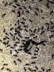 Parcoblatta americana