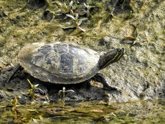 Trachemys venusta